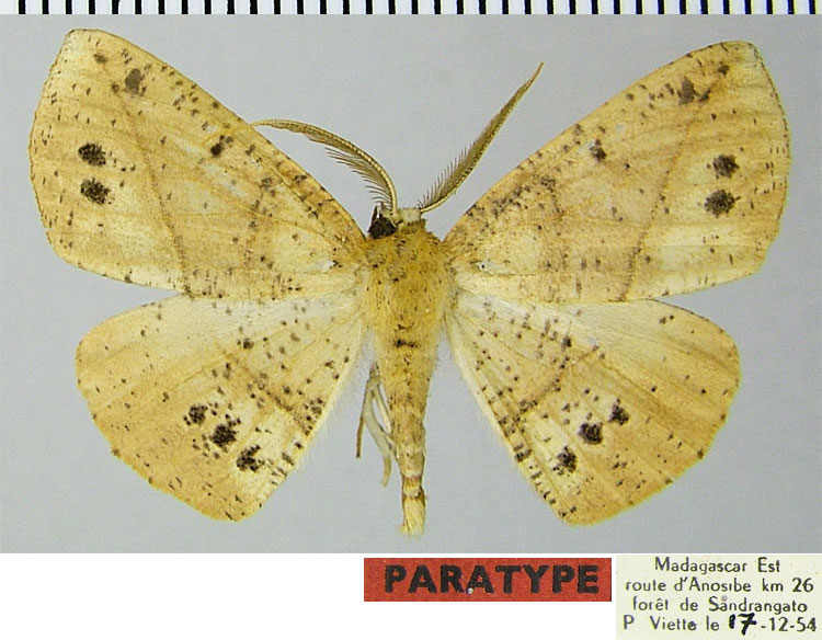 /filer/webapps/moths/media/images/T/tristigma_Psilocerea_PTM_ZSM.jpg