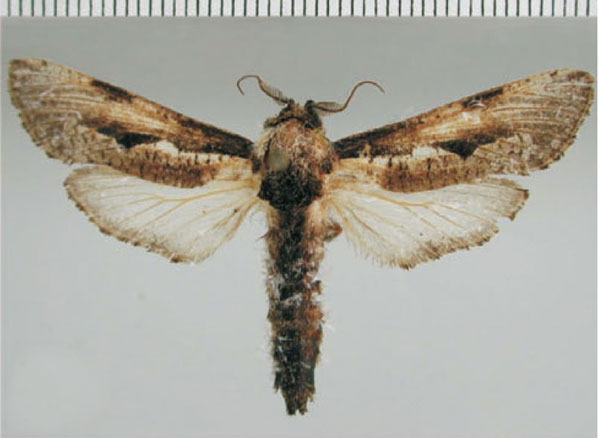 /filer/webapps/moths/media/images/T/tristis_Aethalopteryx_AM_ZMHB.jpg