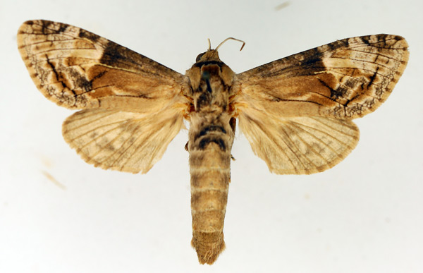 /filer/webapps/moths/media/images/T/tristis_Coryphodema_AF_TMSA.jpg