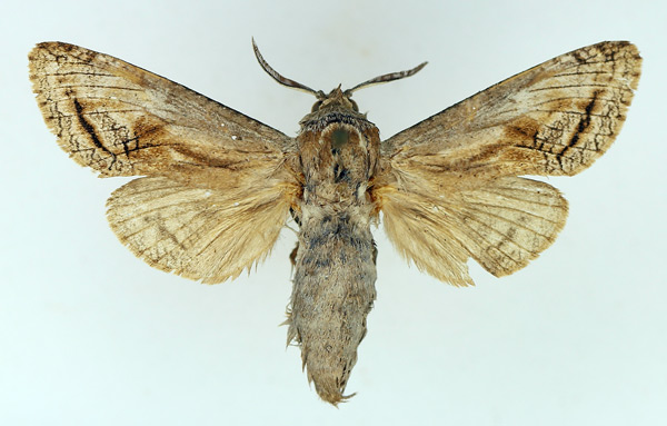 /filer/webapps/moths/media/images/T/tristis_Coryphodema_AM_TMSA.jpg