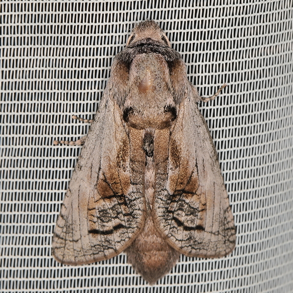 /filer/webapps/moths/media/images/T/tristis_Coryphodema_A_Heyns_01.JPG