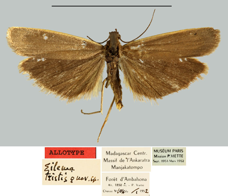 /filer/webapps/moths/media/images/T/tristis_Eilema_AT_MNHN.jpg