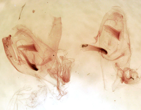 /filer/webapps/moths/media/images/T/tristis_Epiplema_GMPT_TMSA_834.jpg