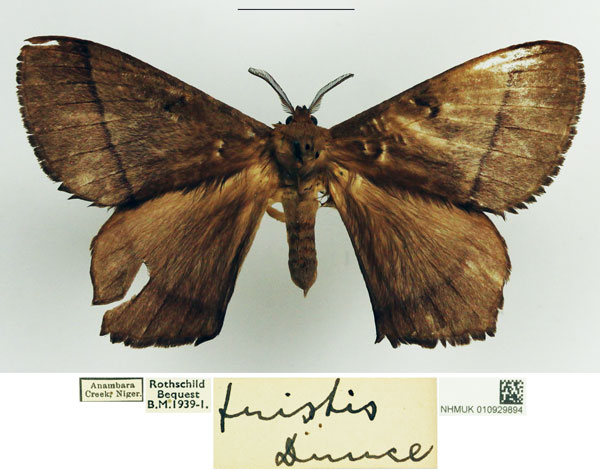 /filer/webapps/moths/media/images/T/tristis_Gonojana_AM_NHMUK.jpg