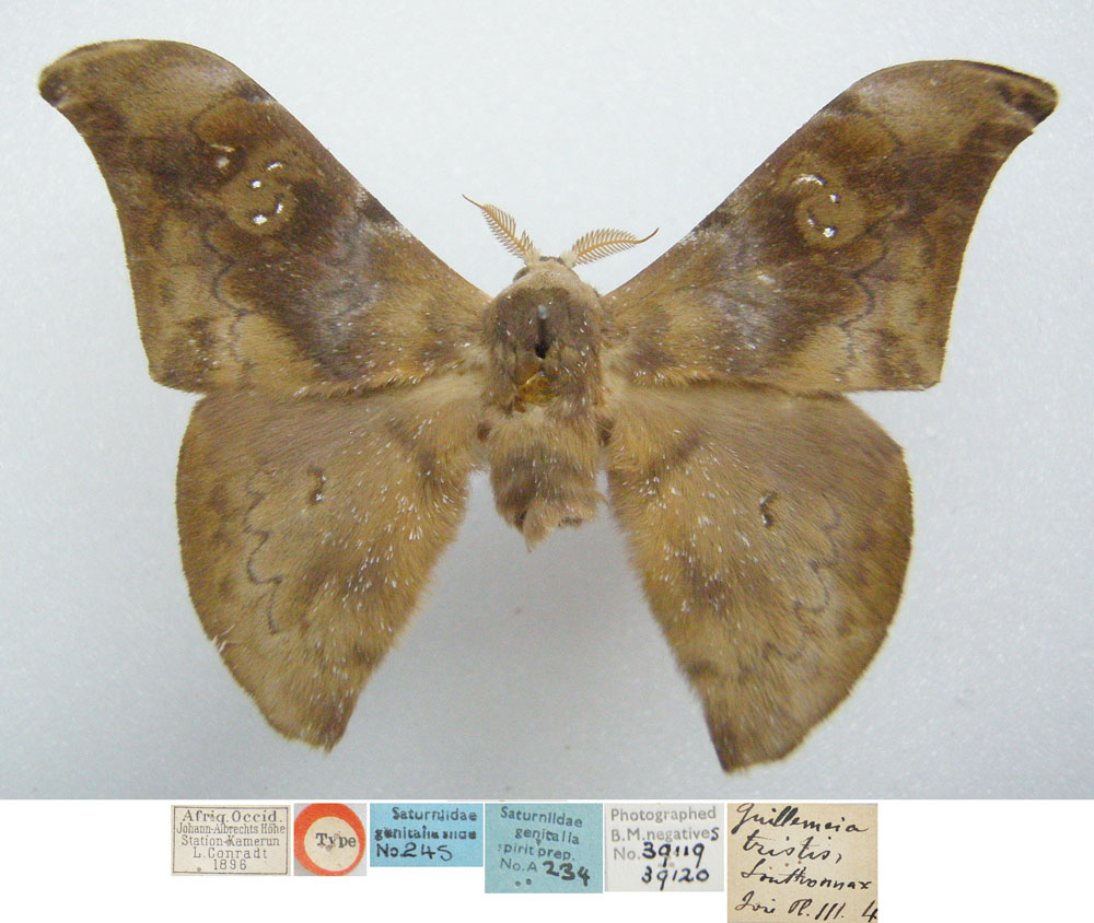 /filer/webapps/moths/media/images/T/tristis_Guillemeia_HT_BMNH.jpg