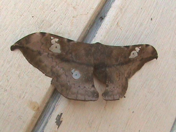 /filer/webapps/moths/media/images/T/tristis_Orthogonoptilum_AF_Guyonnet.jpg
