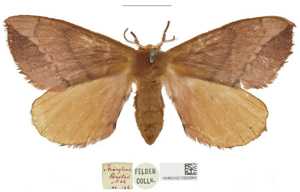 /filer/webapps/moths/media/images/T/tristis_Stenoglene_HT_NHMUK.jpg