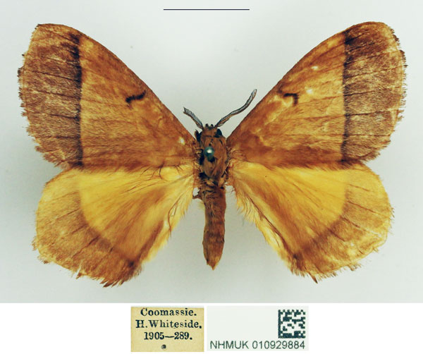 /filer/webapps/moths/media/images/T/tristis_Vianga_AM_NHMUK.jpg