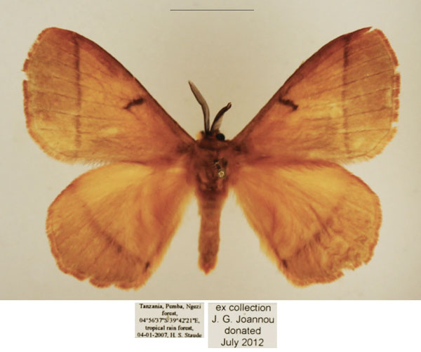 /filer/webapps/moths/media/images/T/tristis_Vianga_AM_TMSA_01.jpg
