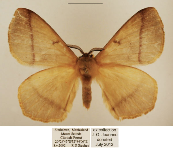 /filer/webapps/moths/media/images/T/tristis_Vianga_AM_TMSA_02.jpg
