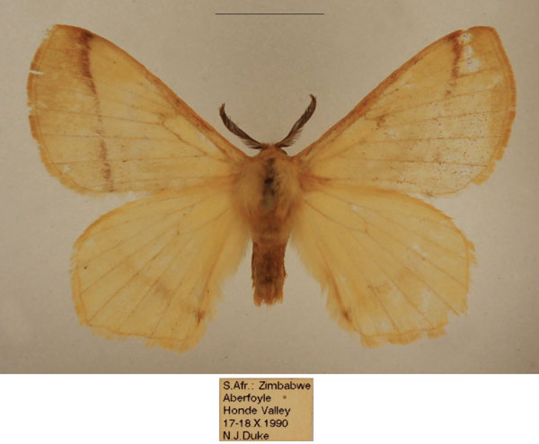 /filer/webapps/moths/media/images/T/tristis_Vianga_AM_TMSA_03.jpg
