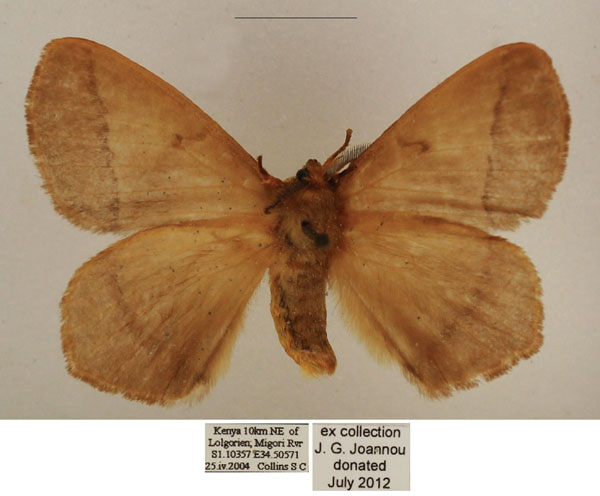 /filer/webapps/moths/media/images/T/tristis_Vianga_AM_TMSA_04.jpg