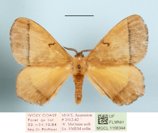 /filer/webapps/moths/media/images/T/tristis_Vianga_A_MGCLa_01.jpg