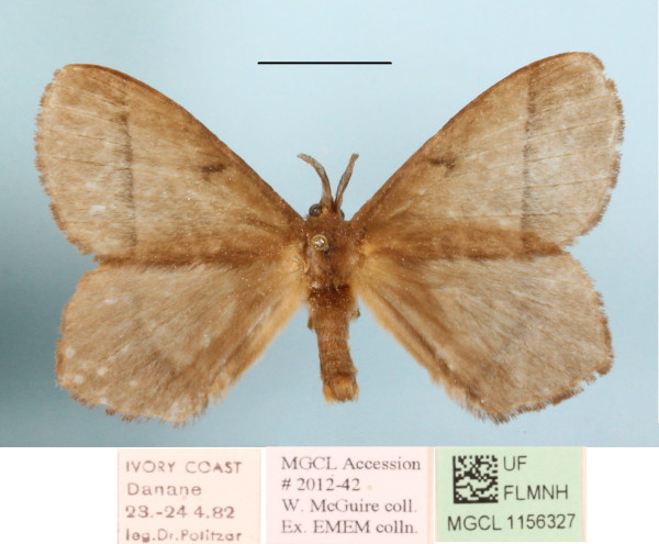 /filer/webapps/moths/media/images/T/tristis_Vianga_A_MGCLa_02.jpg