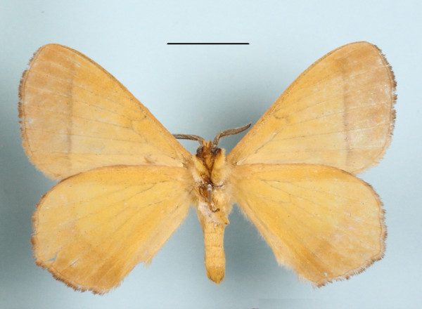 /filer/webapps/moths/media/images/T/tristis_Vianga_A_MGCLb_01.jpg