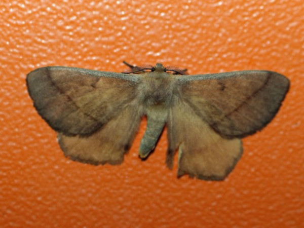 /filer/webapps/moths/media/images/T/tristis_Vianga_A_Voaden.jpg