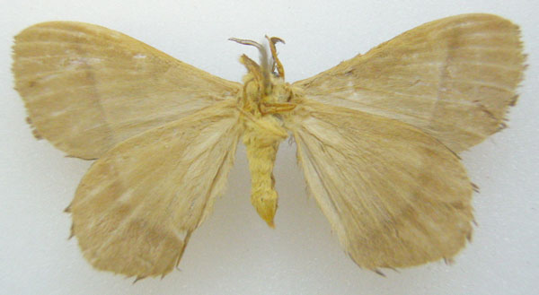 /filer/webapps/moths/media/images/T/tristis_Vianga_HT_NHMUKb.jpg