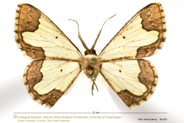 /filer/webapps/moths/media/images/T/tristrigoides_Zamarada_HT_ZMUC.jpg