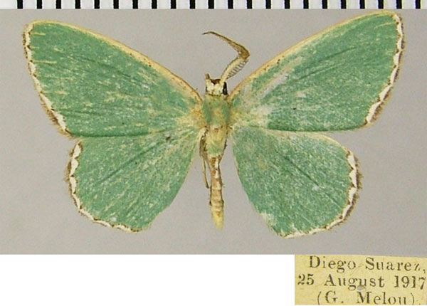 /filer/webapps/moths/media/images/T/trita_Heterorachis_AM_ZSM.jpg