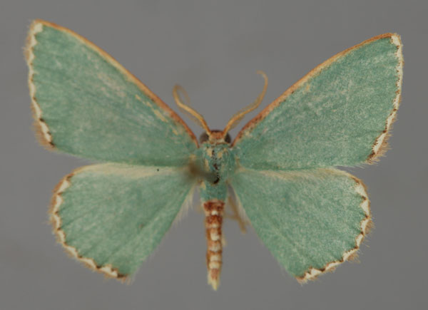 /filer/webapps/moths/media/images/T/trita_Heterorachis_A_ZSM_01.jpg
