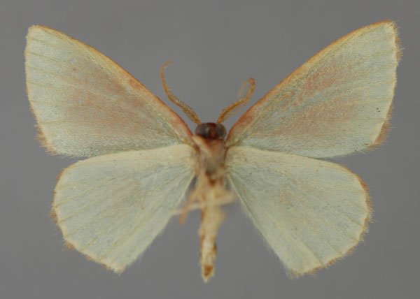 /filer/webapps/moths/media/images/T/trita_Heterorachis_A_ZSM_02.jpg