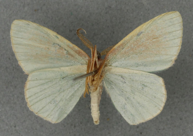 /filer/webapps/moths/media/images/T/trita_Heterorachis_HT_BMNHb.jpg