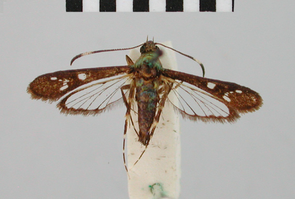 /filer/webapps/moths/media/images/T/trithyris_Synanthedon_HT_BMNH.jpg