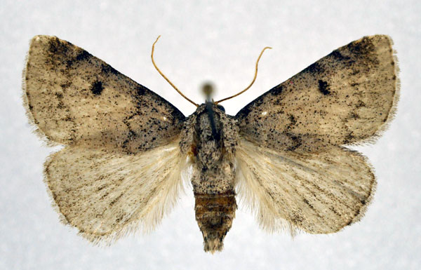 /filer/webapps/moths/media/images/T/tritonia_Metachrostis_AF_NHMO.jpg