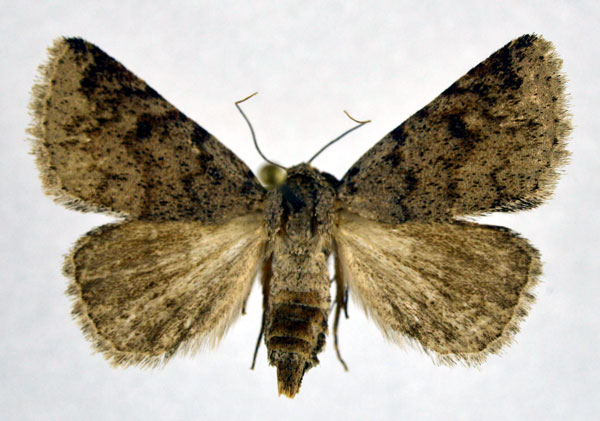 /filer/webapps/moths/media/images/T/tritonia_Metachrostis_AM_NHMO.jpg