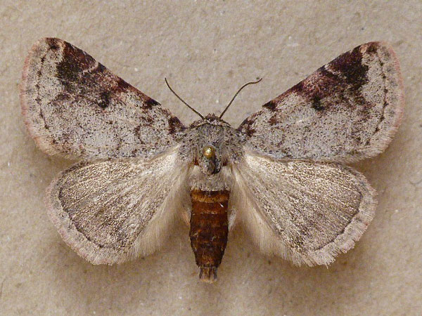 /filer/webapps/moths/media/images/T/tritonia_Metachrostis_A_Butler.jpg