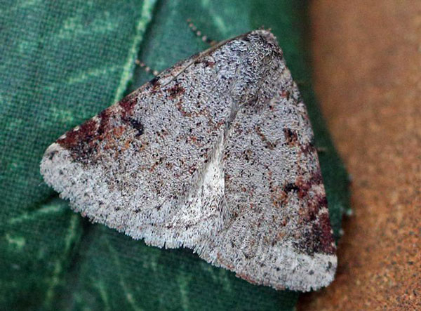 /filer/webapps/moths/media/images/T/tritonia_Metachrostis_A_Voaden.jpg