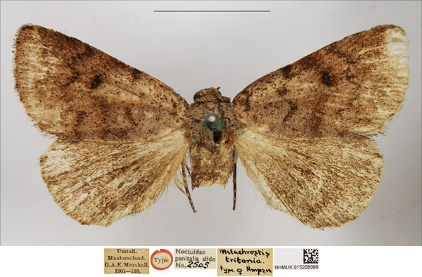 /filer/webapps/moths/media/images/T/tritonia_Metachrostis_HT_NHMUK.jpg