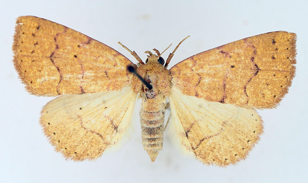 /filer/webapps/moths/media/images/T/tritonias_Raparna_AF_TMSA_01.jpg