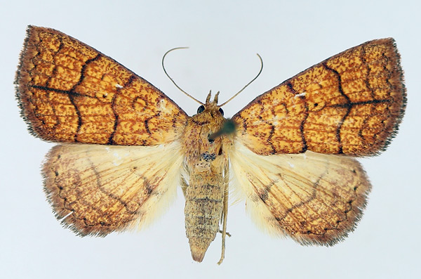 /filer/webapps/moths/media/images/T/tritonias_Raparna_AF_TMSA_02.jpg