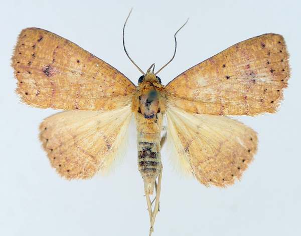 /filer/webapps/moths/media/images/T/tritonias_Raparna_AM_TMSA_01.jpg