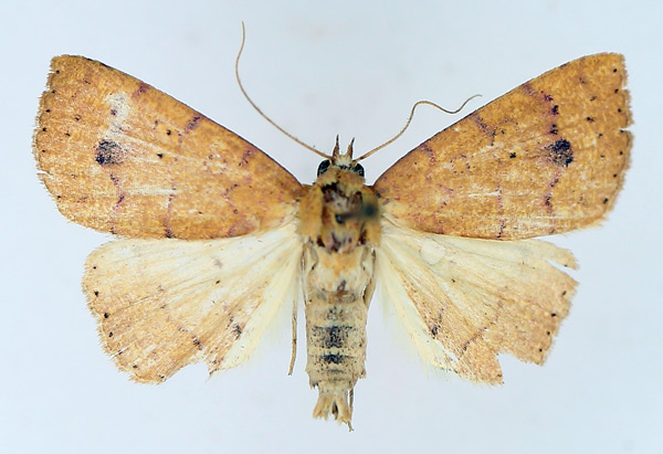 /filer/webapps/moths/media/images/T/tritonias_Raparna_AM_TMSA_02.jpg