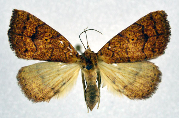 /filer/webapps/moths/media/images/T/tritonias_Raparna_A_NHMO.jpg
