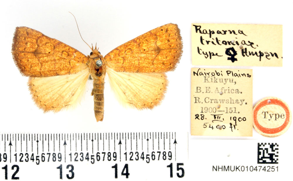 /filer/webapps/moths/media/images/T/tritonias_Raparna_HT_BMNH.jpg