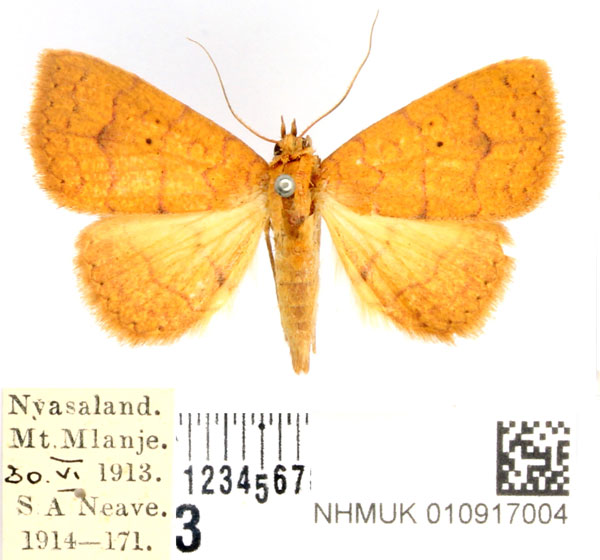 /filer/webapps/moths/media/images/T/tritonias_Raparnodes_AF_BMNH_01.jpg