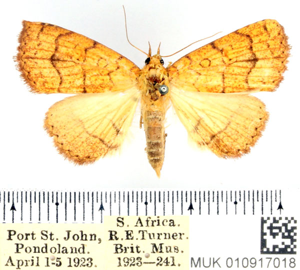 /filer/webapps/moths/media/images/T/tritonias_Raparnodes_AF_BMNH_02.jpg