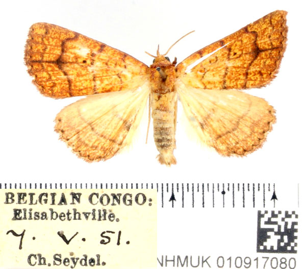 /filer/webapps/moths/media/images/T/tritonias_Raparnodes_AM_BMNH.jpg