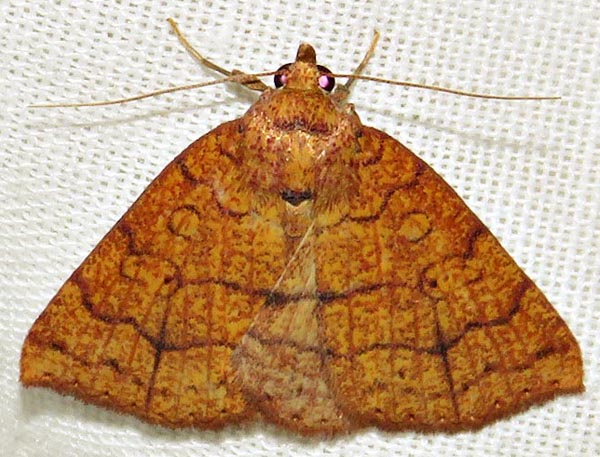 /filer/webapps/moths/media/images/T/tritonias_Raparnodes_A_Braun_11.jpg