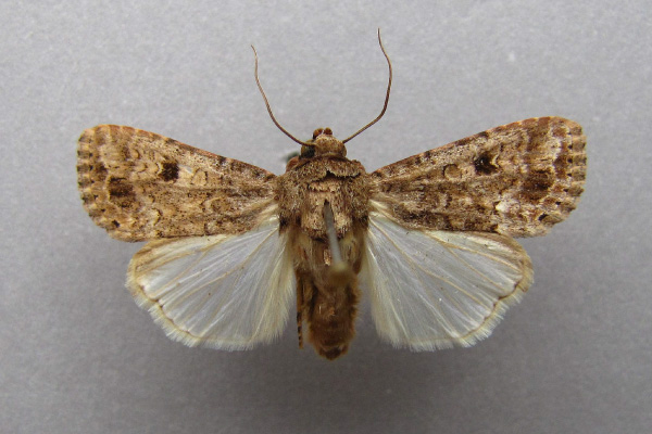 /filer/webapps/moths/media/images/T/triturata_Spodoptera_A_Baron.jpg