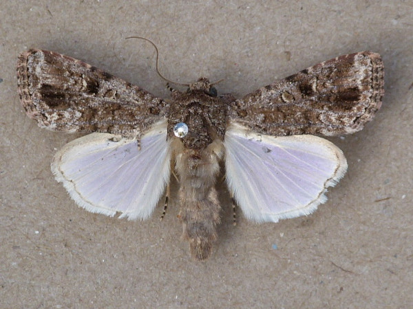 /filer/webapps/moths/media/images/T/triturata_Spodoptera_A_Butler_01.JPG
