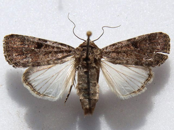 /filer/webapps/moths/media/images/T/triturata_Spodoptera_A_Goff_01.jpg