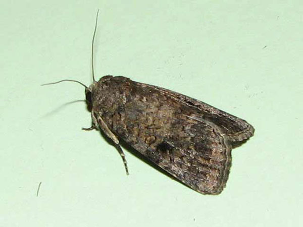 /filer/webapps/moths/media/images/T/triturata_Spodoptera_A_Goff_02.jpg