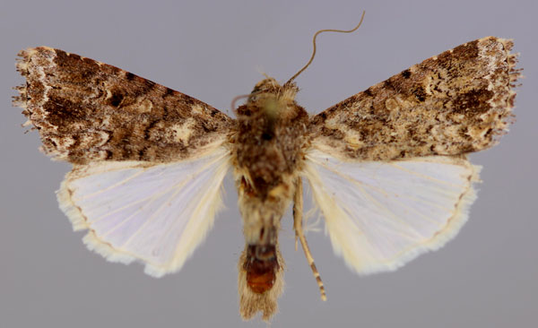 /filer/webapps/moths/media/images/T/triturata_Spodoptera_A_RMCA_01.jpg