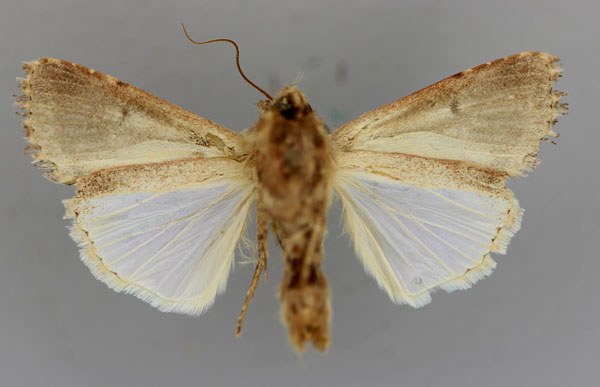 /filer/webapps/moths/media/images/T/triturata_Spodoptera_A_RMCA_02.jpg