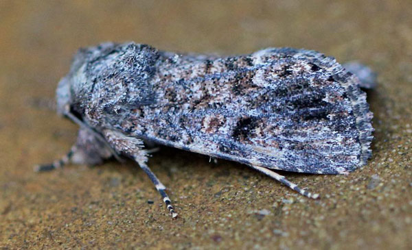 /filer/webapps/moths/media/images/T/triturata_Spodoptera_A_Voaden.jpg