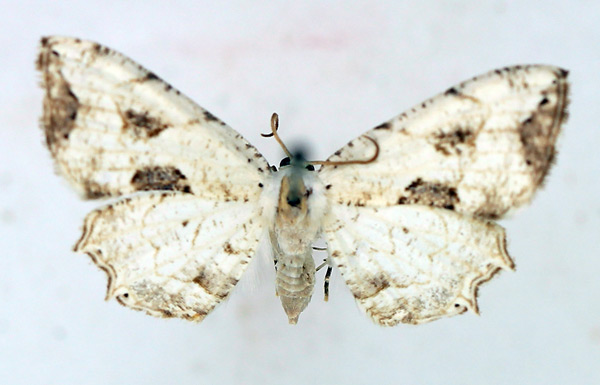 /filer/webapps/moths/media/images/T/triumbrata_Leucoplema_AF_TMSA.jpg
